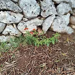 別荘 Le Pietre Di Puglia オストゥーニ