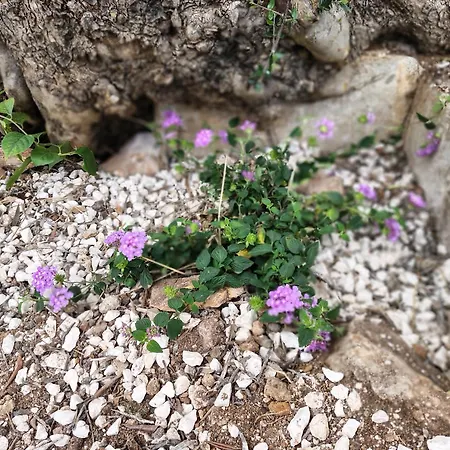 Le Pietre Di Puglia Casa vacanze